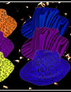Unique Colors Of Fedora Hats & Their Uses!