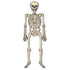 56"' Tall Vintage Jointed Skeleton