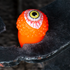 files/Orange_Flashing_Eyeball_Ring.png