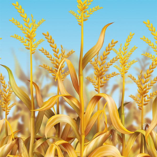 Cornstalks Room Roll