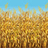 files/cornstalks-room-roll.jpg
